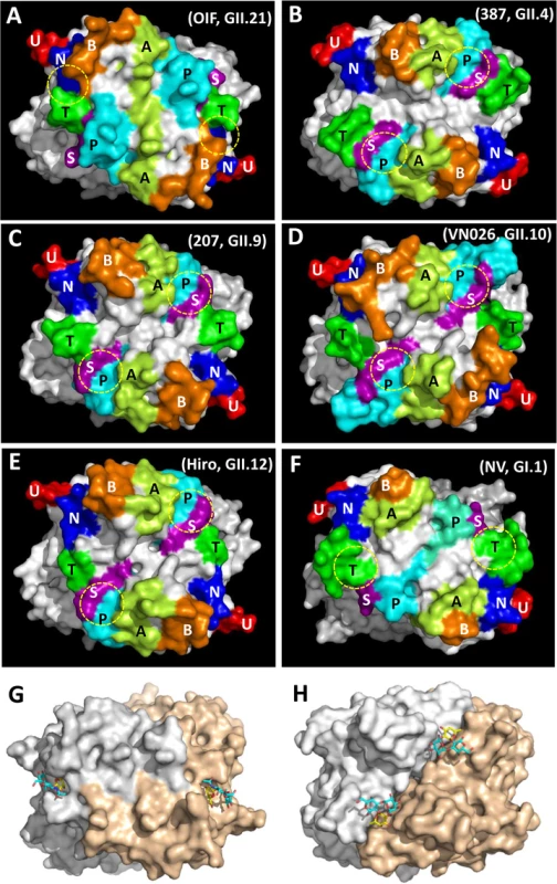 Evolutionary changes of the topologies of the P dimer top surface of OIF compared with other noroviruses.
