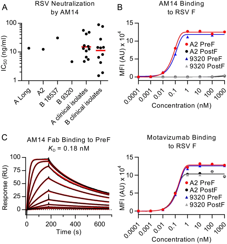 AM14 is a prefusion-specific neutralizing antibody.
