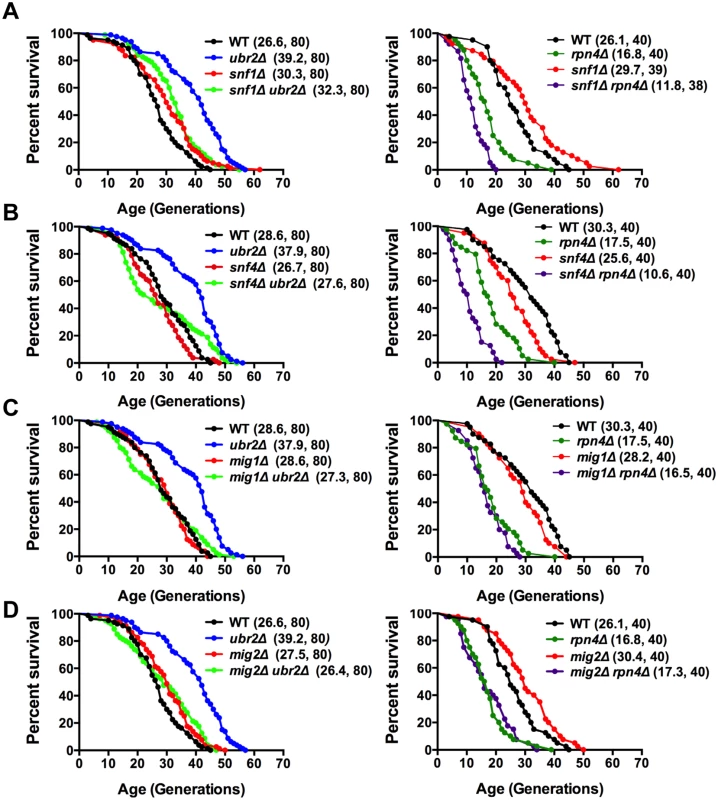 Snf1/AMPK signaling contributes to proteasome-mediated lifespan extension.