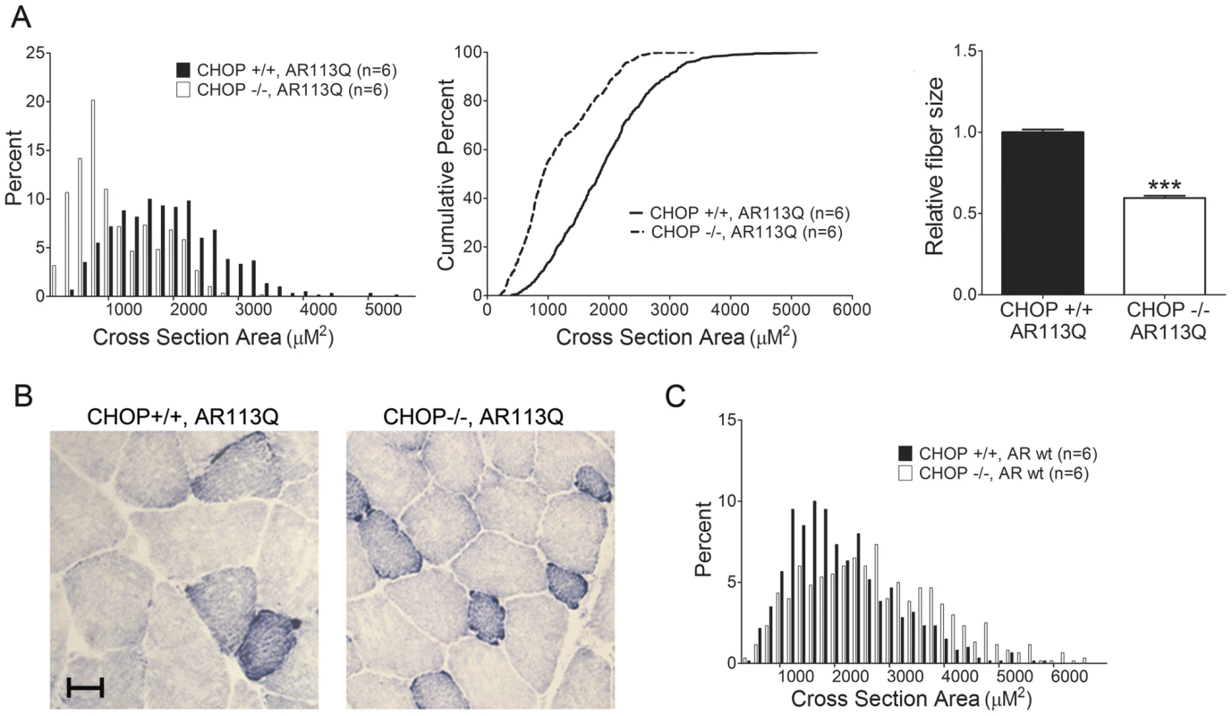 CHOP deletion accentuates muscle atrophy in AR113Q mice.