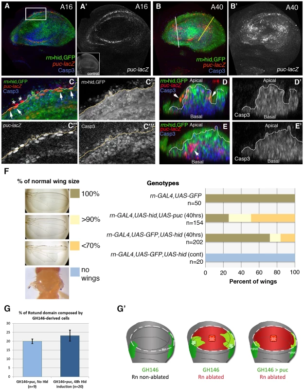 Activity of the JNK pathway during and after <i>hid</i>-induced ablation.