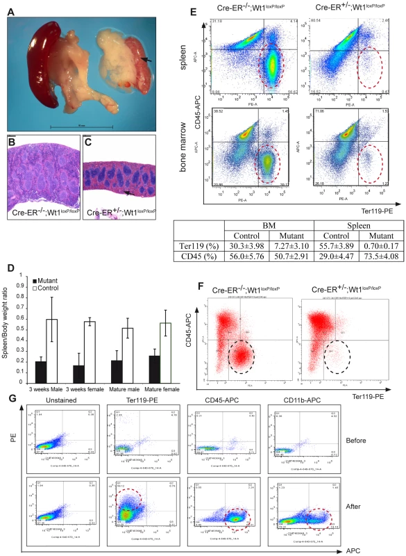 Deletion of <i>Wt1</i> leads to an aberrant haematopoietic system.