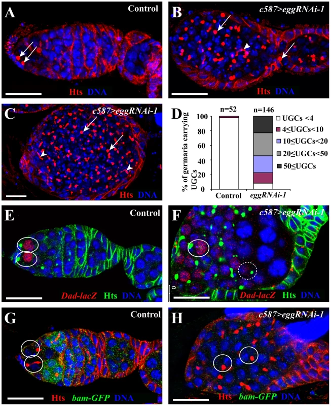 <i>egg</i> is required in ECs to control germ cell differentiation.