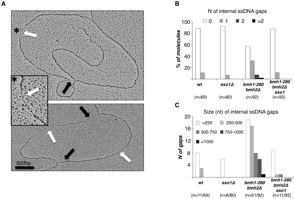 Exo1–dependent generation of ssDNA gaps in <i>bmh1-280 bmh2Δ</i> cells.