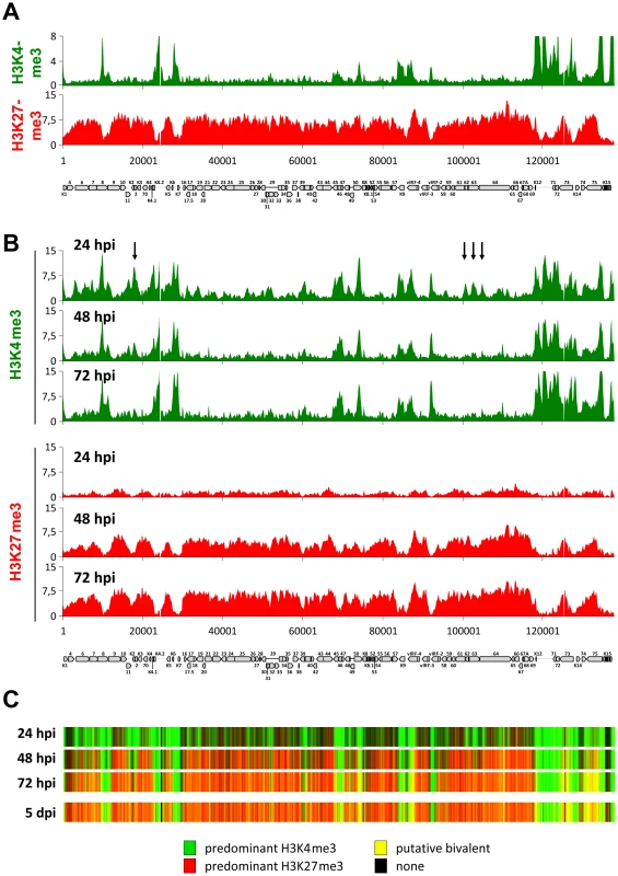 Histone modification profiles acquired by transfected KSHV bacmids and de novo infecting episomes.