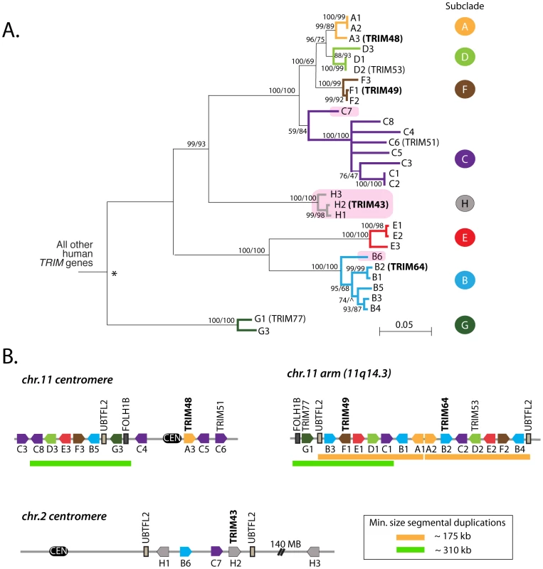 A dynamic clade of <i>TRIM</i> genes in the human genome.