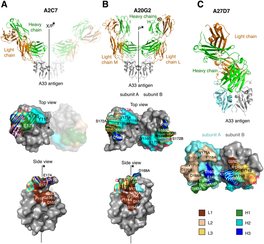 Structures of A33/A2C7, A20G2, and A27D7-Fab complexes.