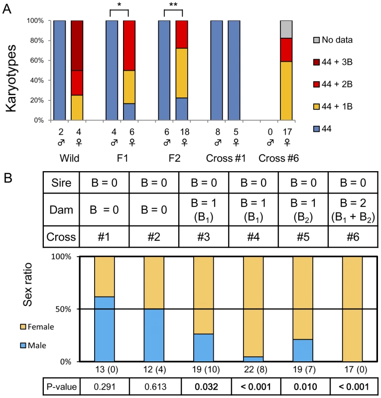 A female-biased sex ratio resulting from the presence of female-specific B chromosomes in <i>L. rubripinnis</i>.