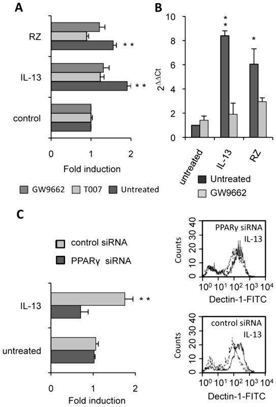 PPARγ inhibition in M2 polarized macrophages abolishes the increase of Dectin-1.