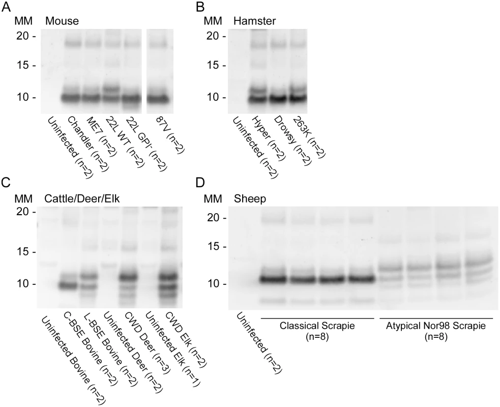 Western blot of BV rPrP<sup>Res</sup> from RT-QuIC reactions seeded with rodent, bovine, cervine and sheep prion types.