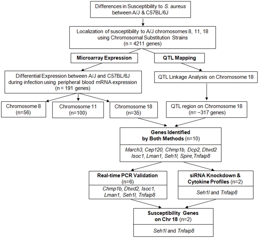 Overall strategy for identifying genes associated with susceptibility to <i>S. aureus</i> in A/J mice.