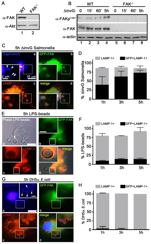 FAK is selectively recruited to LAMP-1-positive SCVs.