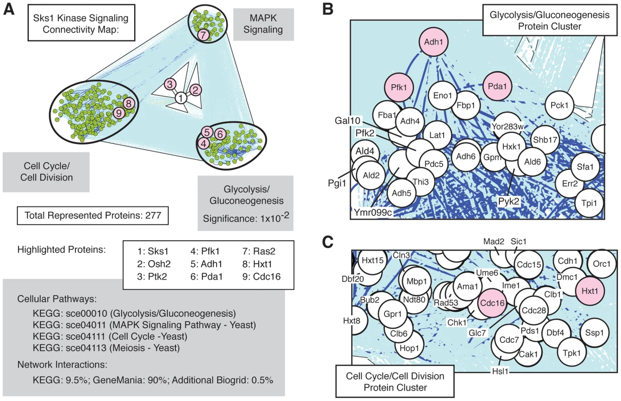 Network connectivity of Sks1p kinase signaling.
