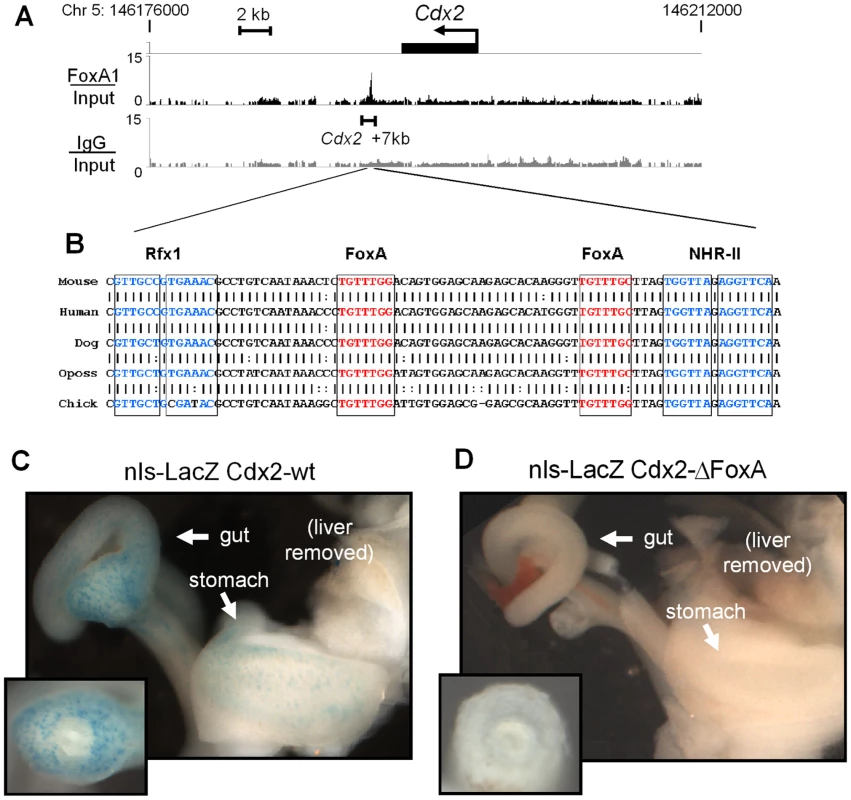 Novel FoxA binding site at <i>Cdx2</i>.