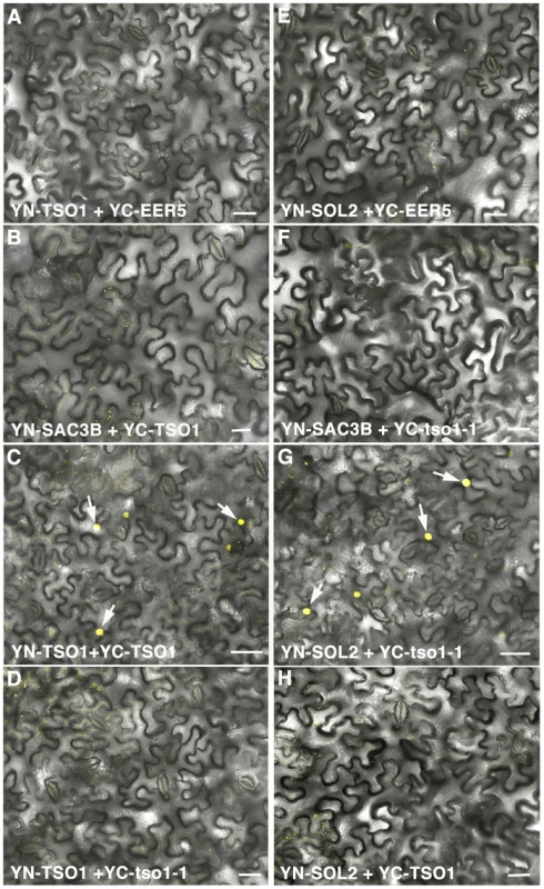 BiFC analyses showing TSO1 to TSO1 as well as tso1-1 to SOL2 interactions.