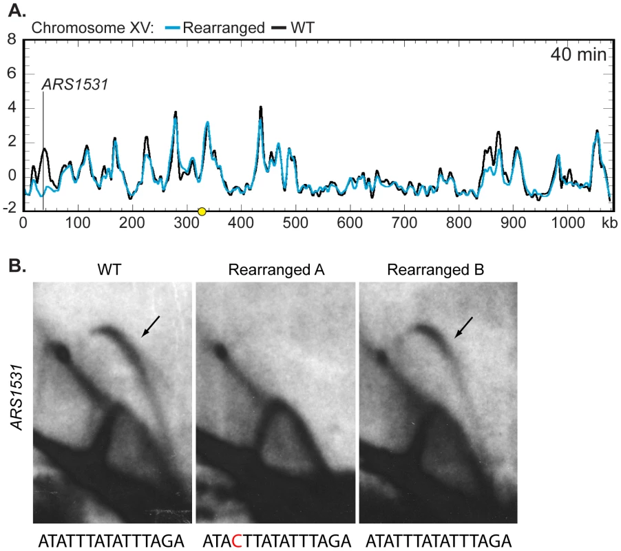 Z-score and 2D gel analysis of ARS1531.