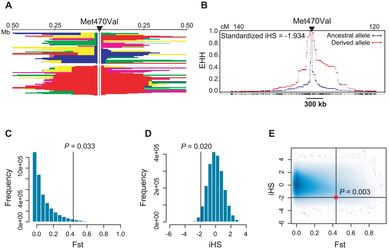 Population genetic parameters of the <i>CFTR</i> Met470Val locus.