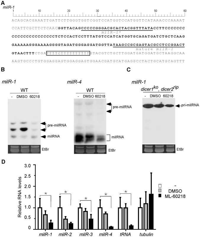 Pol III is required for the production of milRs.