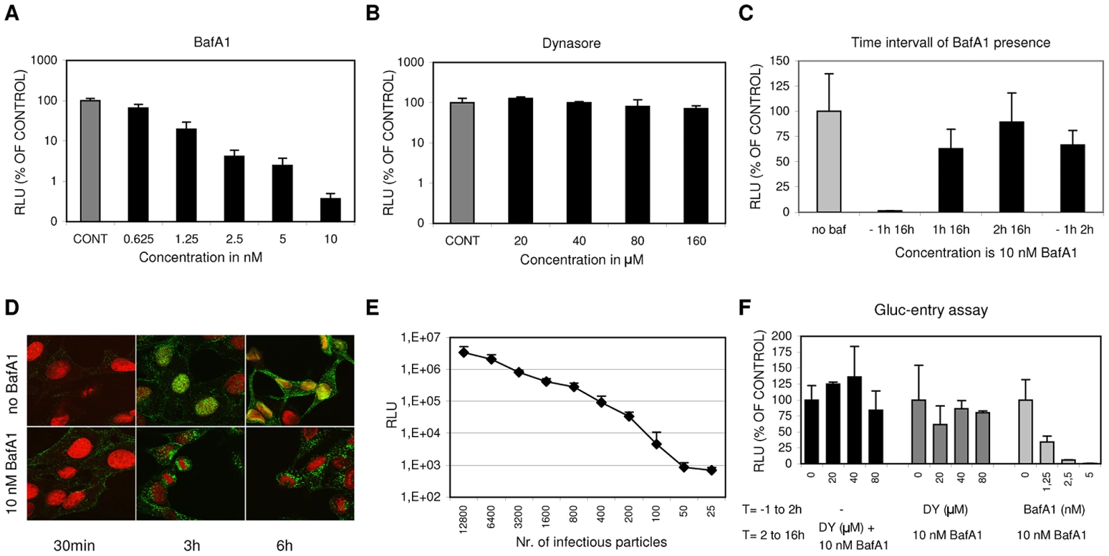 A luciferase reporter assay for quantitative analysis of IAV entry.