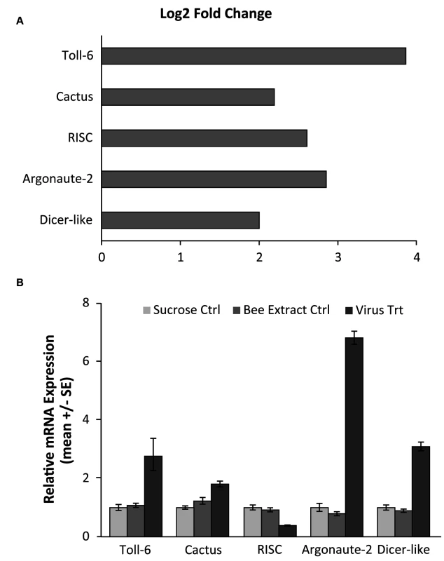 Validation of RNA-seq results for genes in RNAi and Toll pathways.