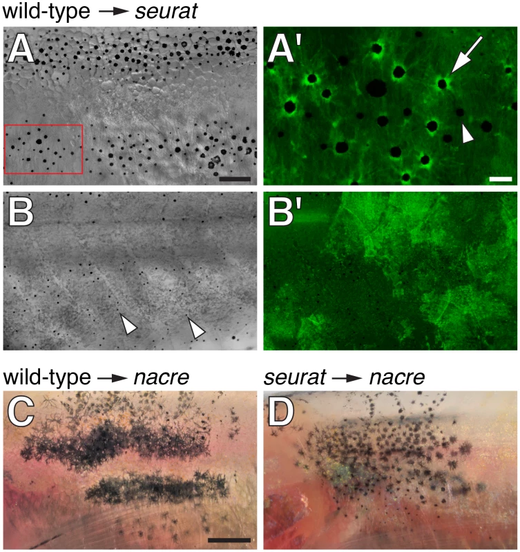 <i>seurat</i> is required autonomously to the melanophore lineage.