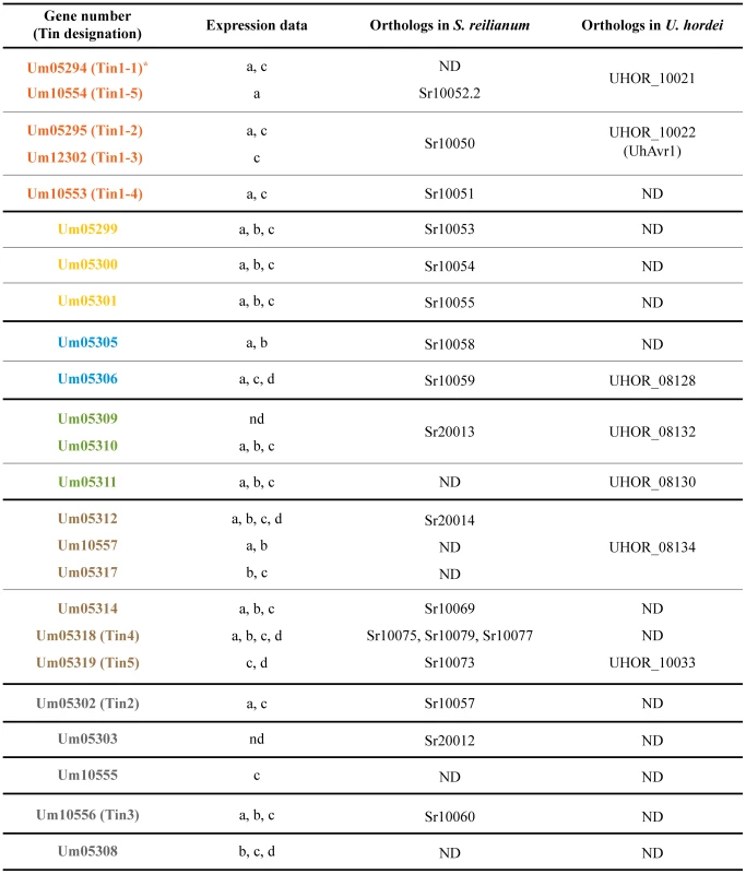 Expression data compilation for cluster 19A genes and presence of orthologous genes in other smut fungi.