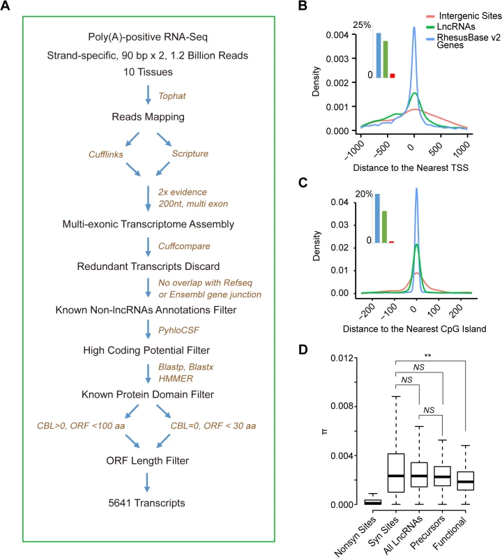 <i>De novo</i> proteins originate from lncRNAs precursors irrespectively of their functional status at RNA level.