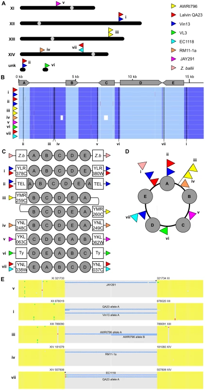 A divergent cluster of genes with a possible circular intermediate.