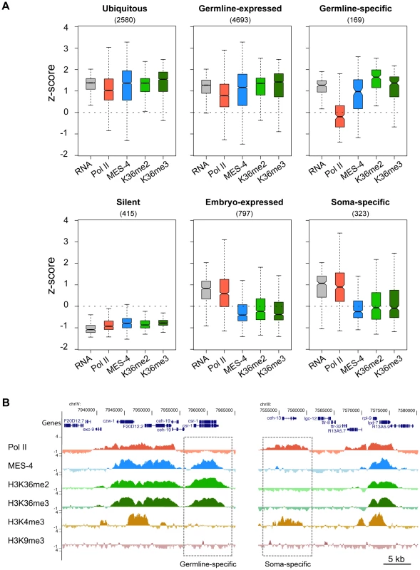 Distribution of RNA, Pol II, MES-4, H3K36me2, and H3K36me3 levels for various gene sets.