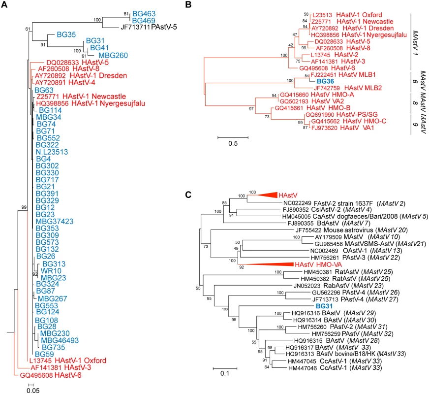 NHPs harbor AstV genotypes associated with human infections.