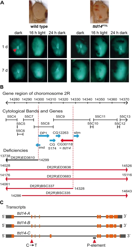 Deficiency mapping of the <i>ttd14</i> locus.
