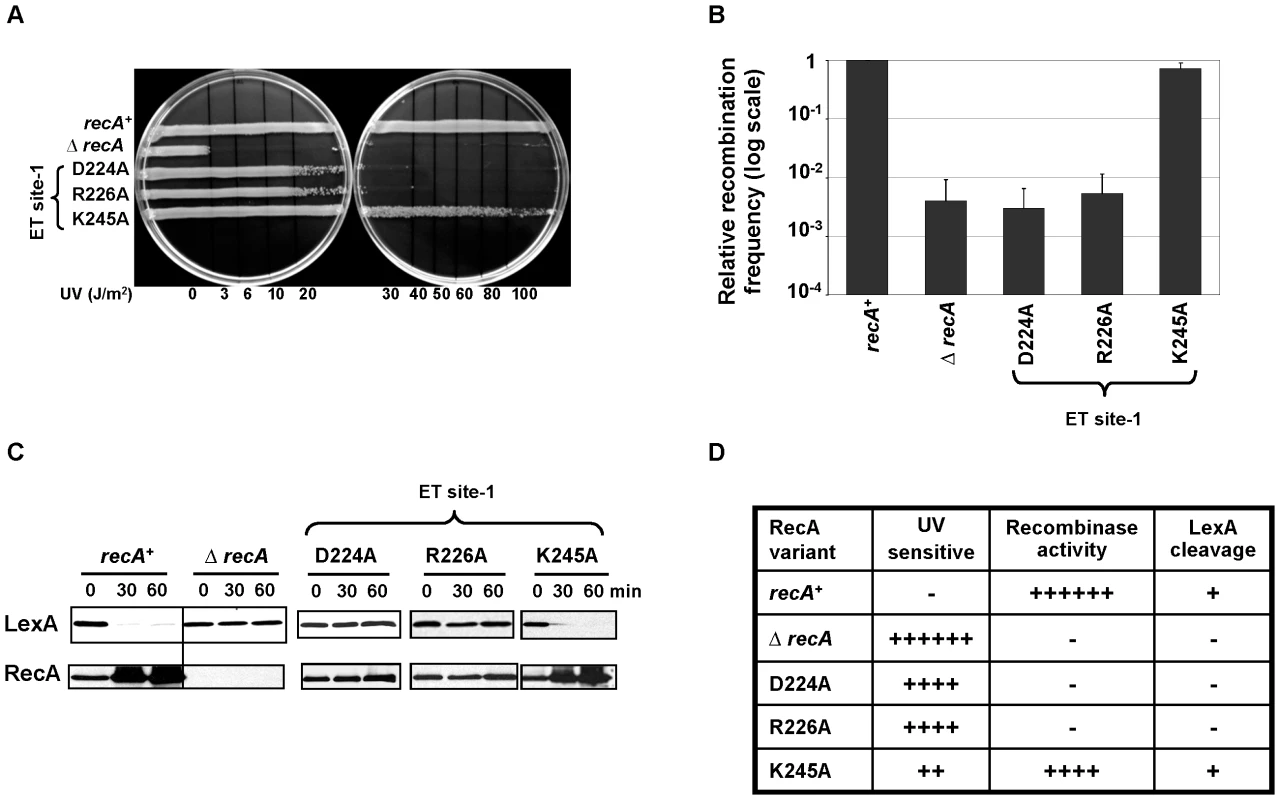 ET site-1 is essential for RecA–RecA homodimerization.