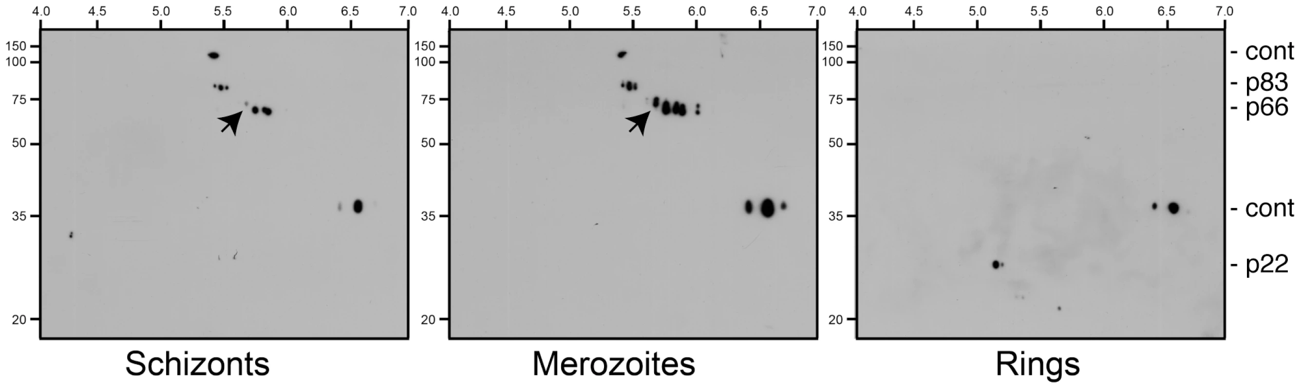 Maturation of phosphorylated AMA1 species.