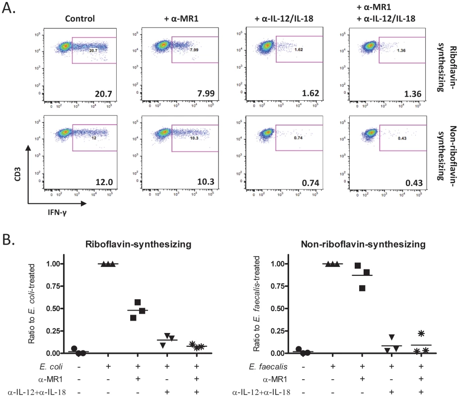 Activation of MAIT cells upon overnight bacterial infection.
