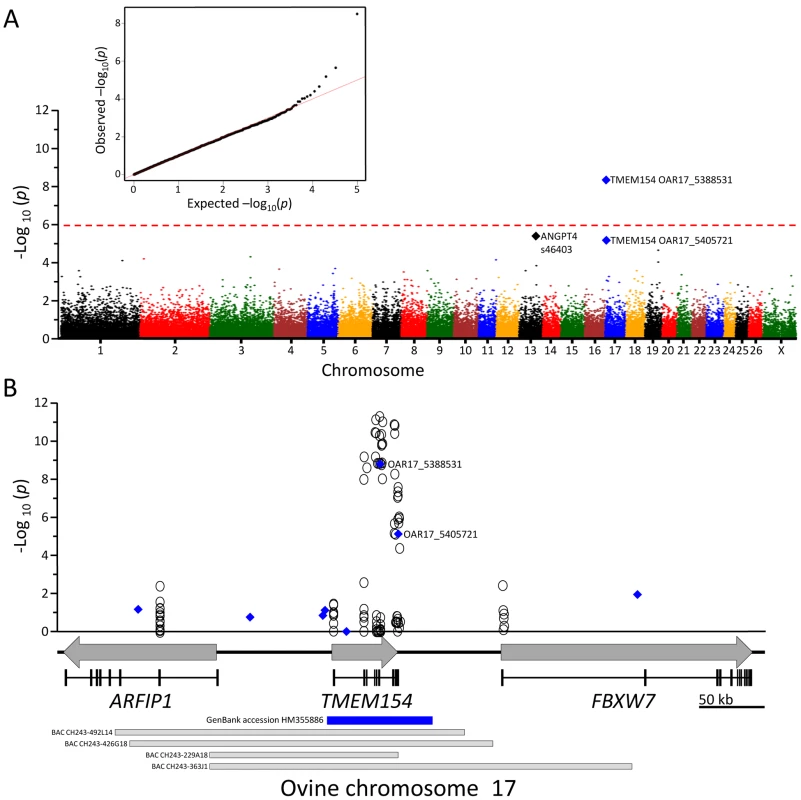 GWAS and fine-mapping of <i>TMEM154</i>.
