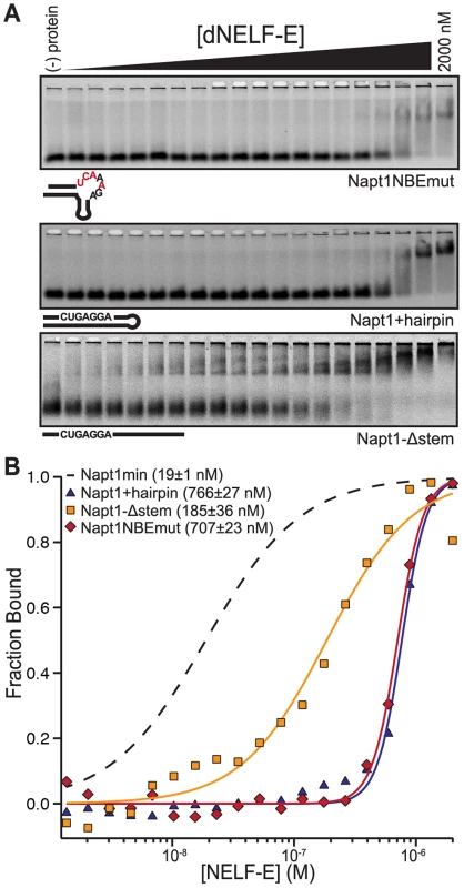 The NBE is necessary and sufficient for dNELF-E binding.