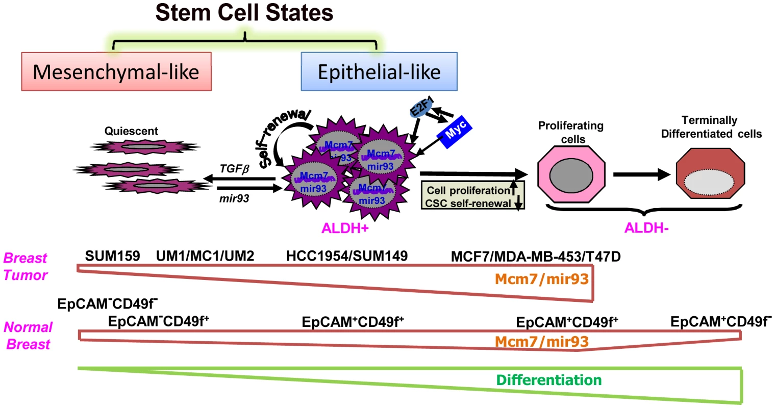 A hypothetic model illustrating regulation of normal and malignant mammary stem cell states and fates by mir-93.