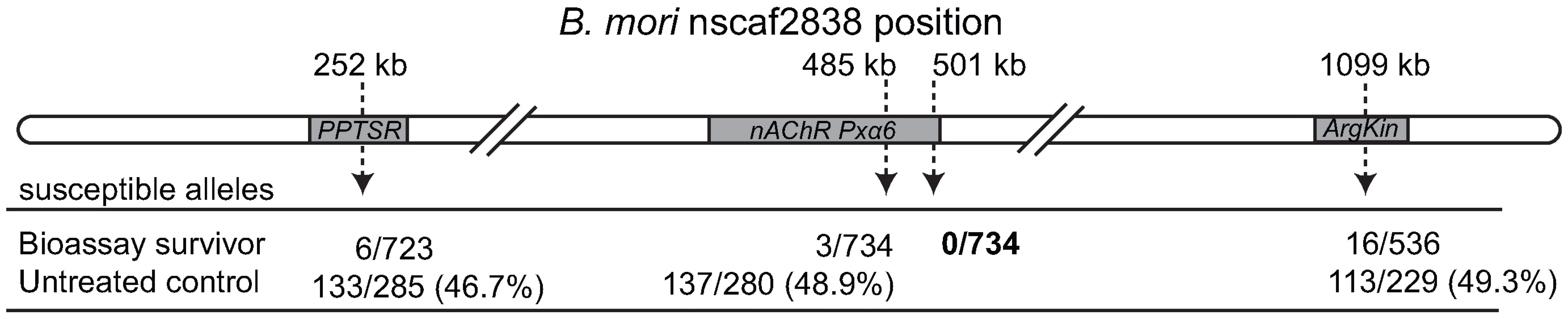 Recombinational map of the <i>Plutella xylostella</i> spinosad resistance locus, <i>PxSpinR</i>.