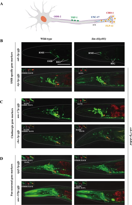 LIM-4 regulates expression of the terminally differentiated markers in the SMB neurons.