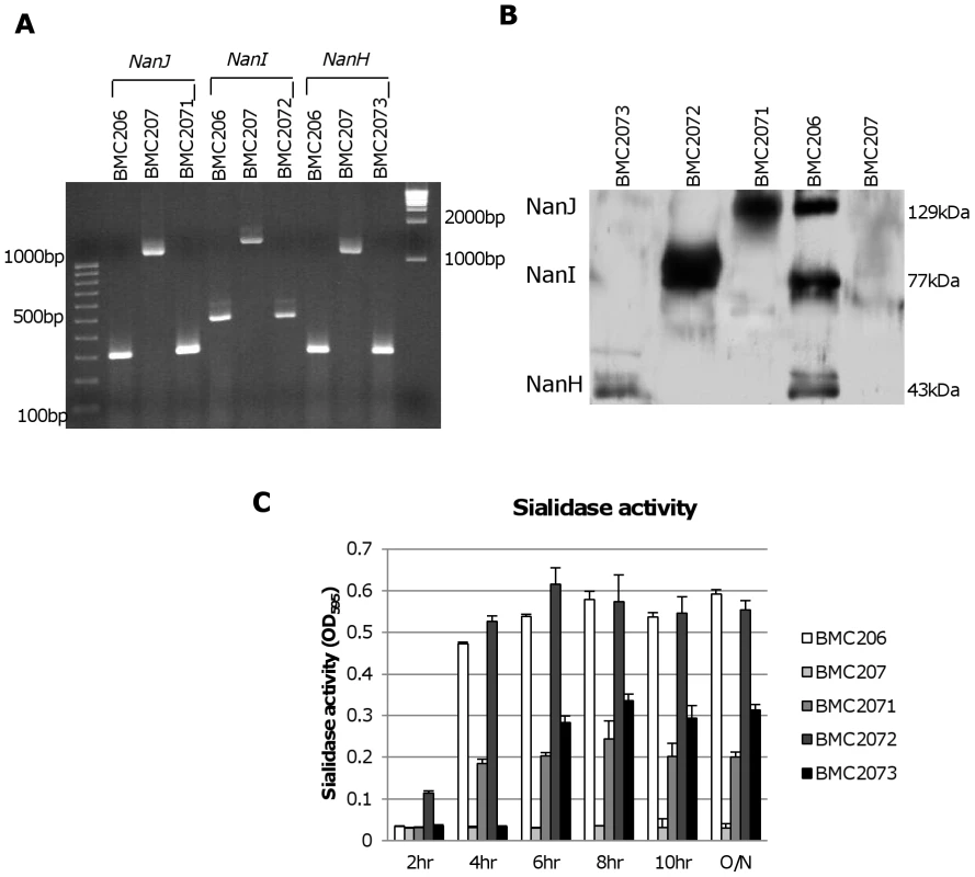 Characterization of sialidase complementing strains.