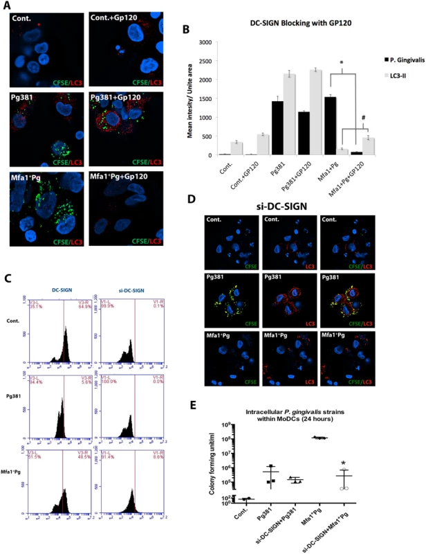 Blocking of DC-SIGN inhibits Mfa1<sup>+</sup>Pg uptake and restores basal LC3-II signal in MoDCs.