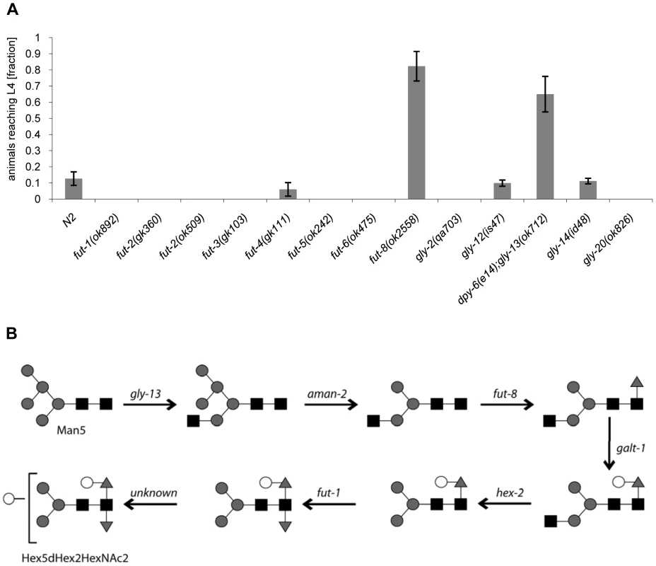 CGL2-sensitivity test and biosynthetic context of available <i>C. elegans</i> fucosyltransferase and GlcNAc-transferase mutants.