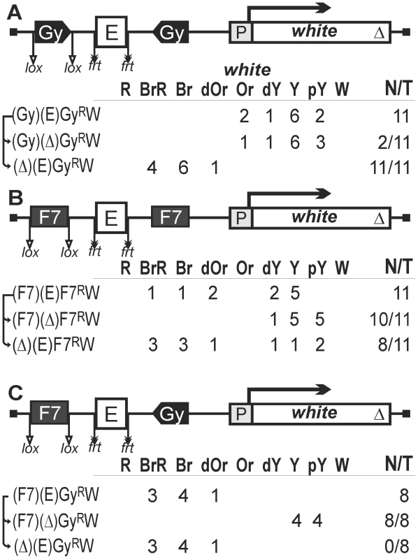 Testing functional interactions between <i>gypsy</i> and Fab-7 insulators.