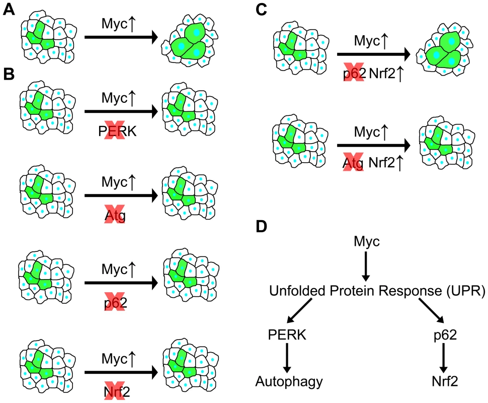 Summary of genetic interactions in the context of Myc-induced overgrowth.