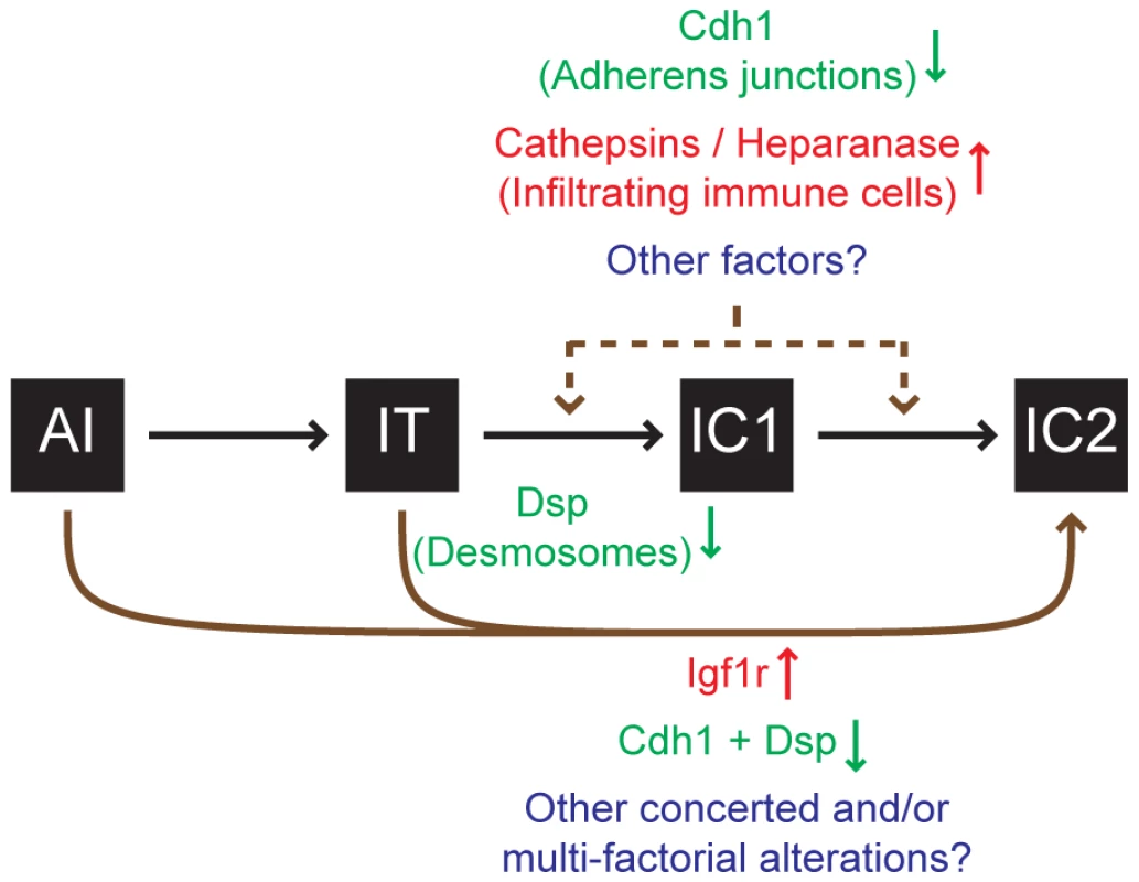 Progression to an invasive growth state is governed by multiple factors in the <i>RT2</i> model of PNET.