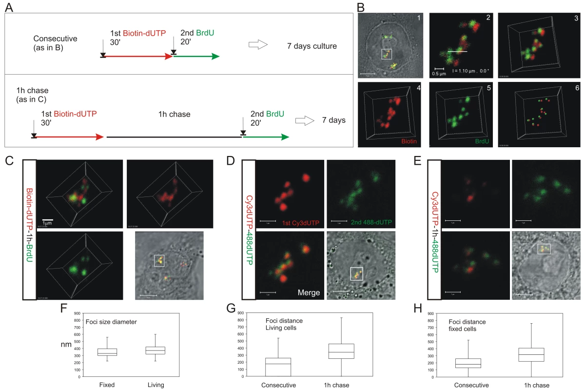 The S phase program is defined by the temporal activation of DNA foci at adjacent positions within CTs.