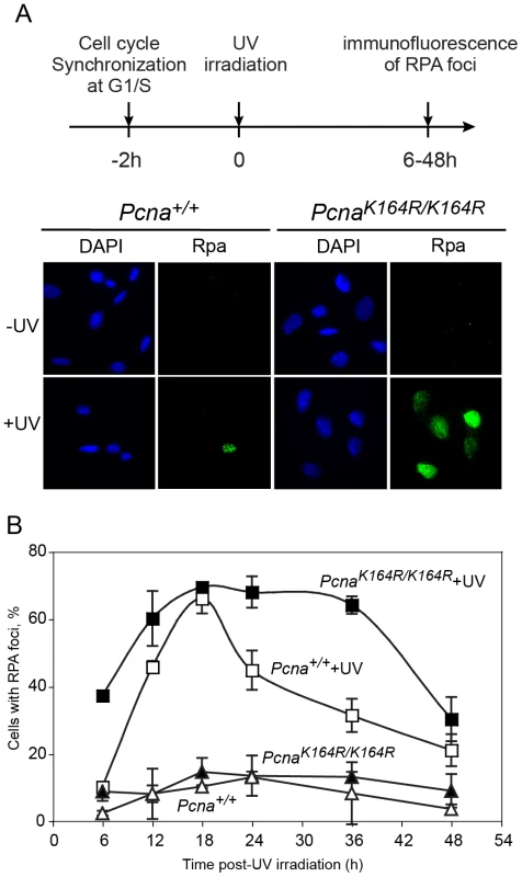 Time course of accumulation and clearance of UV-induced Rpa foci.