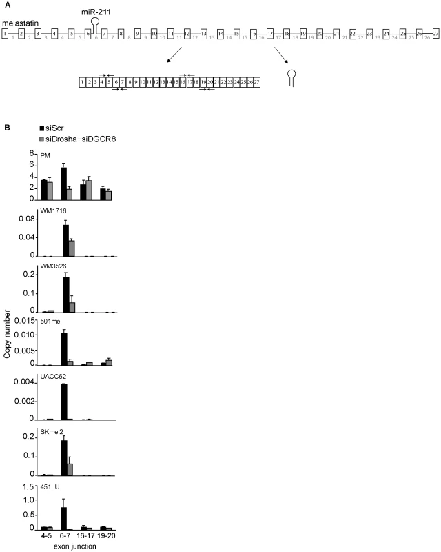 Microprocessor-dependent increases in melastatin exon 6–exon 7 junctions.