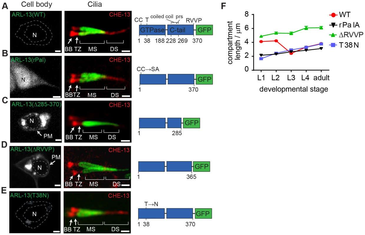 RVVP and palmitoylation modification motifs prevent targeting of ARL-13 to ciliary distal segments and the nucleus.