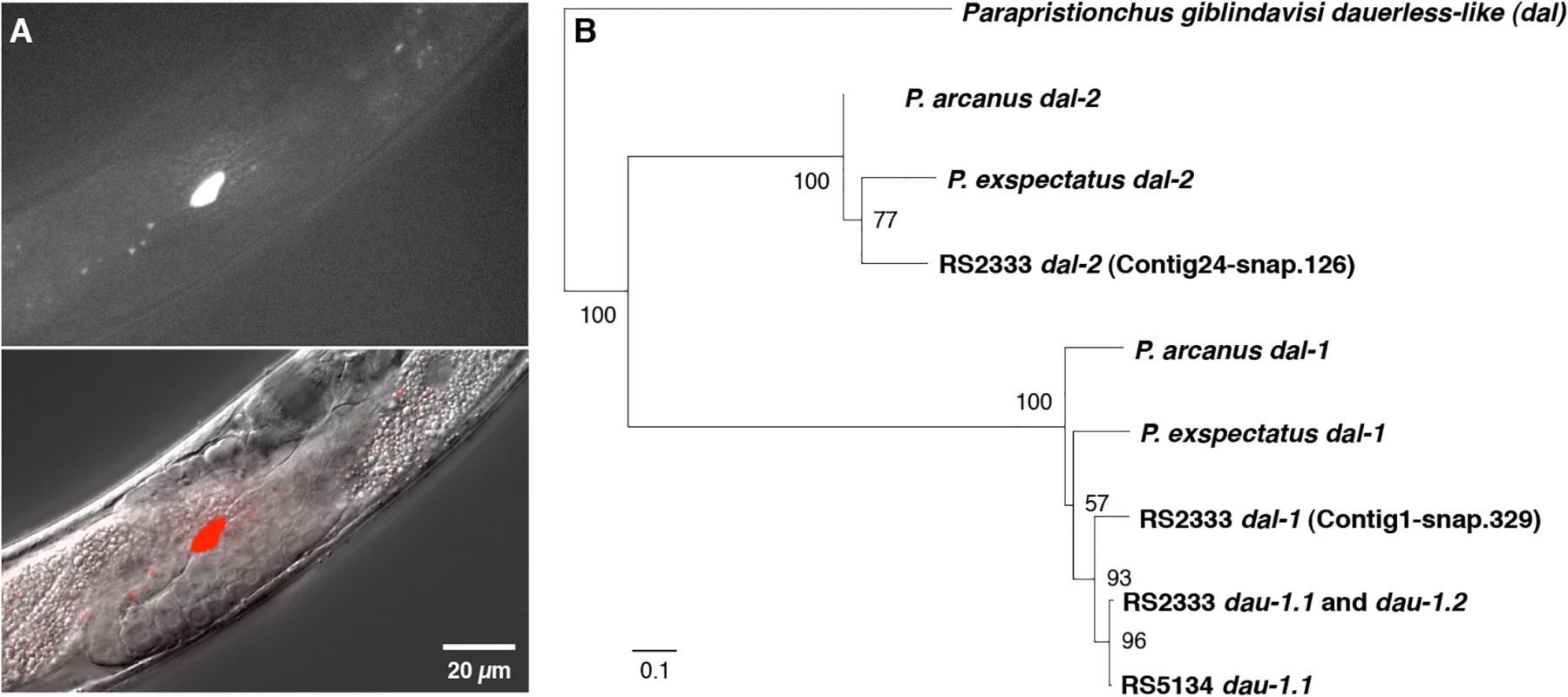 <i>dau-1</i> expression and phylogeny.